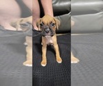 Small #8 Boxer