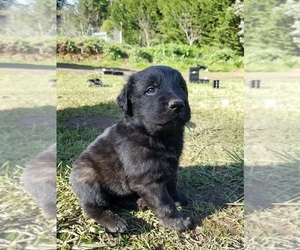 German Shepherd Dog-Mastiff Mix Puppy for sale in DISCOVERY BAY, CA, USA