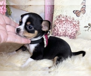 Chihuahua Puppy for sale in TRACY, CA, USA