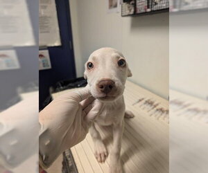 Mutt Dogs for adoption in Bakersfield, CA, USA
