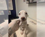 PUP 1 - Male Mutt Dog for Adoption - Small photo