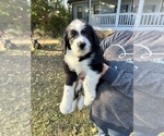 Puppy 2 Labradoodle-Miniature Australian Shepherd Mix