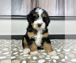 Miniature Bernedoodle Puppy for sale in FRANKLIN, IN, USA