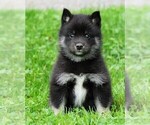 Small Photo #3 Pomsky Puppy For Sale in FREDERICKSBG, OH, USA