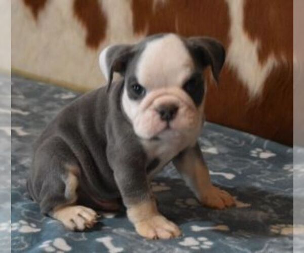 Medium Photo #2 English Bulldog Puppy For Sale in MARSHFIELD, MO, USA