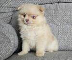 Small #4 Pomeranian