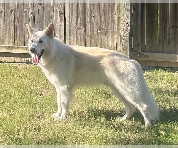Medium Photo #3 - Mix Puppy For Sale in Hoffman Estates, IL, USA