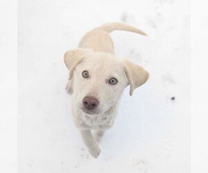 Labrador Retriever-Unknown Mix Dogs for adoption in Fort Worth, TX, USA