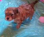 Small Photo #3 Shih-Poo Puppy For Sale in SAN ANTONIO, TX, USA