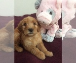 Small Photo #2 Golden Mountain Doodle  Puppy For Sale in KALISPELL, MT, USA
