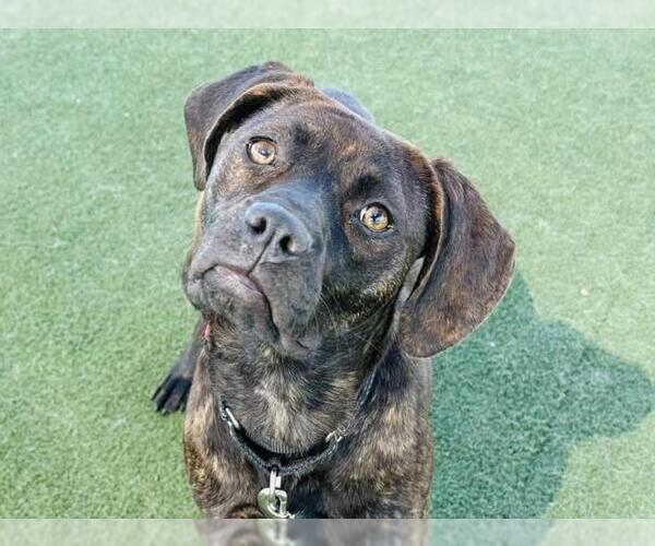 Medium Photo #4 Mutt Puppy For Sale in Martinez, CA, USA