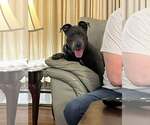 Small #1 American Pit Bull Terrier Mix
