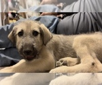 Small Photo #6 Irish Wolfhound Puppy For Sale in OWOSSO, MI, USA