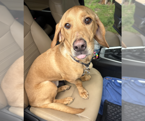 Medium Photo #1 Basset Hound-Labrador Retriever Mix Puppy For Sale in Brooklyn, NY, USA