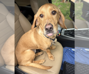 Basset Hound-Labrador Retriever Mix Dogs for adoption in Brooklyn, NY, USA