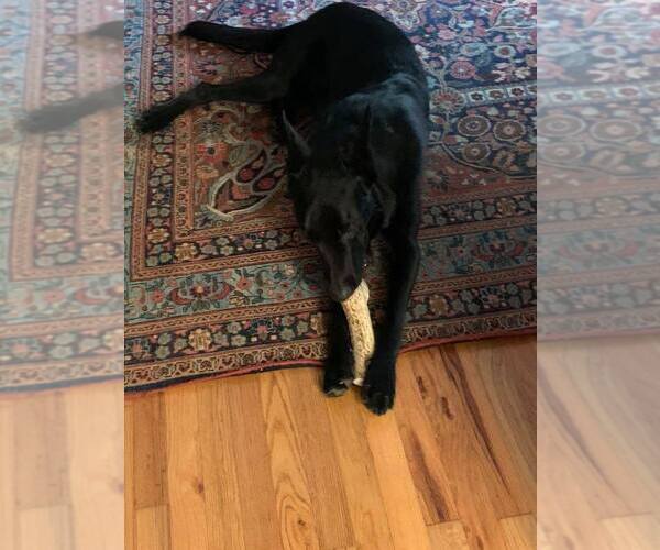 Medium Photo #2 Mutt Puppy For Sale in Imlay City, MI, USA