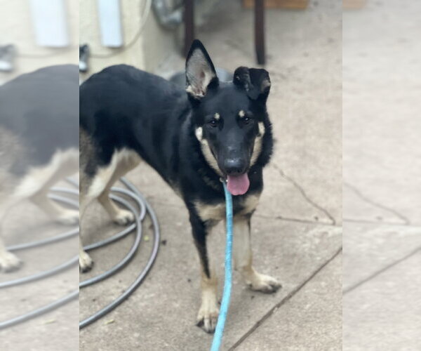 Medium Photo #5 Mutt Puppy For Sale in Dana Point, CA, USA