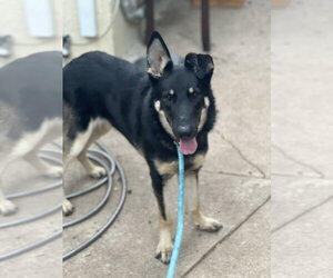 Bindy - Female Mutt Dog for Adoption - Photo #5