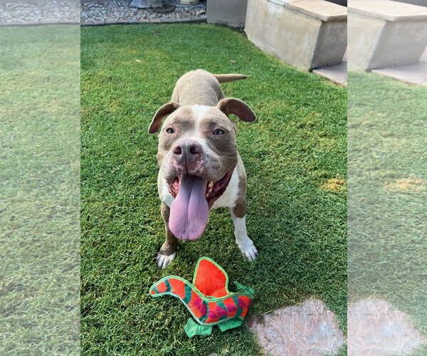 Medium Photo #10 American Staffordshire Terrier-Unknown Mix Puppy For Sale in phoenix, AZ, USA