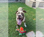 Small #9 American Staffordshire Terrier Mix