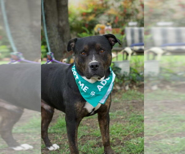 Medium Photo #3 Rottweiler-Unknown Mix Puppy For Sale in Brewster, NY, USA