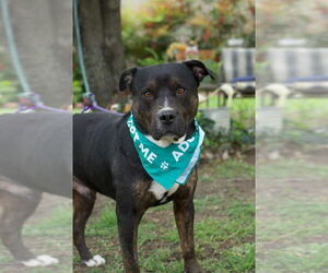 Bowser - Male Rottweiler-Unknown Mix Dog for Adoption - Photo #3