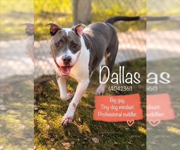 Medium Photo #3 Mutt Puppy For Sale in Texas City, TX, USA