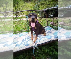 Doberman Pinscher-German Shepherd Dog Mix Dogs for adoption in Aurora, IN, USA
