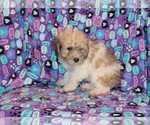 Small Photo #5 Zuchon Puppy For Sale in BLOOMINGTON, IN, USA