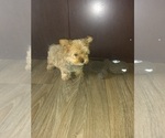 Puppy 1 Yorkshire Terrier