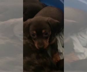 Dachshund Puppy for sale in DOUGLAS, GA, USA