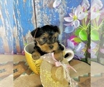 Small #3 Yorkshire Terrier