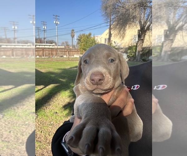Medium Photo #6 Doberman Pinscher Puppy For Sale in LEMOORE, CA, USA