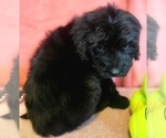 Small Photo #13 Bernedoodle Puppy For Sale in COOLIDGE, AZ, USA