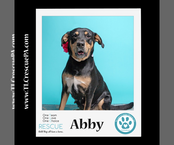 Medium Photo #16 Mutt Puppy For Sale in Kimberton, PA, USA