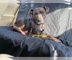 Small #5 American Pit Bull Terrier Mix