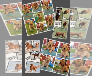 Golden Retriever Puppy for sale in GREENWOOD TOWNSHIP, MI, USA