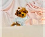 Small #18 Poodle (Toy)