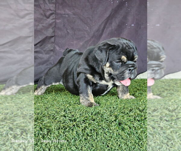 Medium Photo #1 English Bulldog Puppy For Sale in SAN JOSE, CA, USA