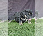Small English Bulldog