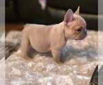 Small #1 French Bulldog