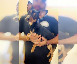 Chihuahua Dogs for adoption in Sebec, ME, USA