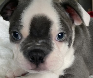 Boston Terrier Puppy for sale in PARKER, PA, USA