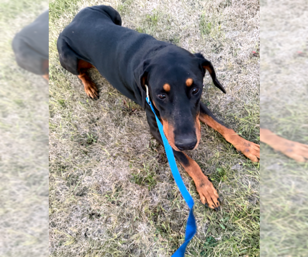 Medium Photo #8 Doberman Pinscher Puppy For Sale in Buffalo, MN, USA