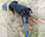 Small #7 Doberman Pinscher
