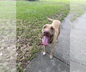Labrador Retriever-Unknown Mix Dogs for adoption in San Antonio, TX, USA