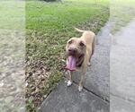 Small Labrador Retriever Mix