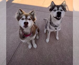 Siberian Husky Dogs for adoption in MIDWAY, UT, USA