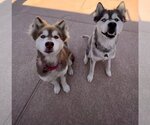 Small Alaskan Malamute