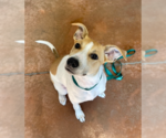 Small #9 Bulldog-Collie Mix